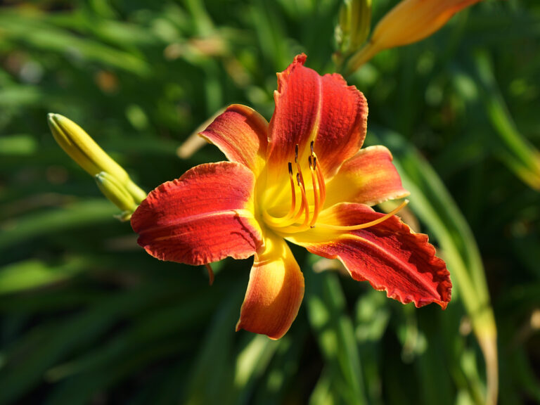 How to Grow Daylily – Hemerocallis