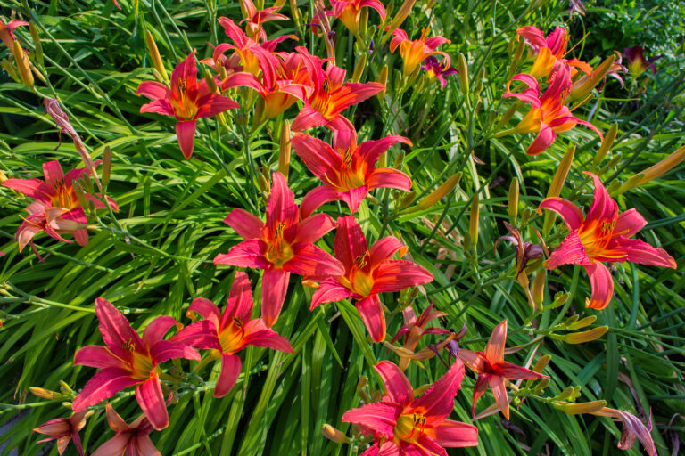 July Flower Garden Tips Zone-by-Zone