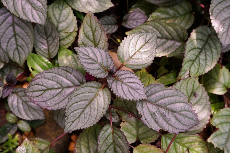How to Grow Purple Waffle Plant — Hemigraphis