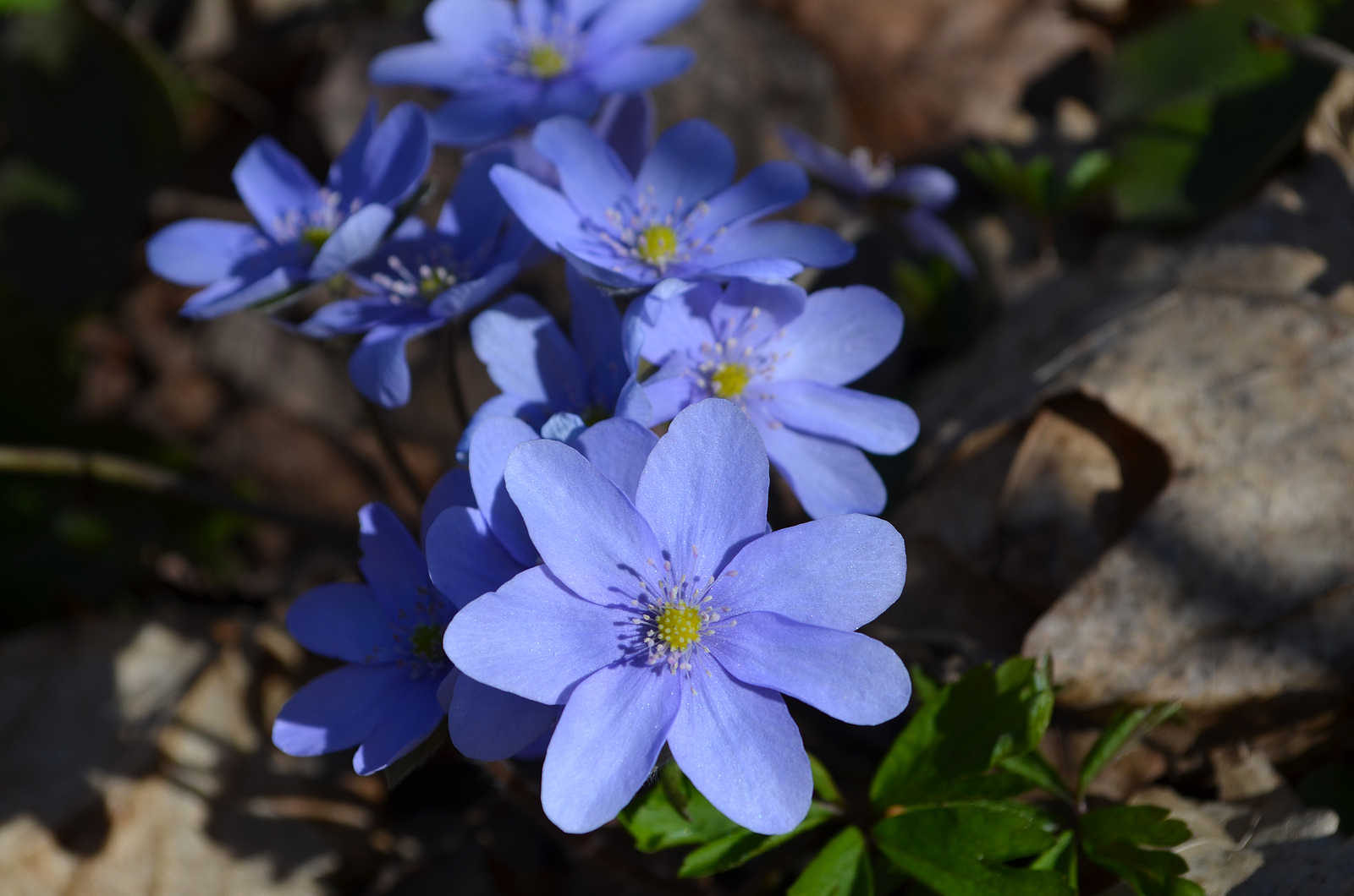 How to Grow Hepatica