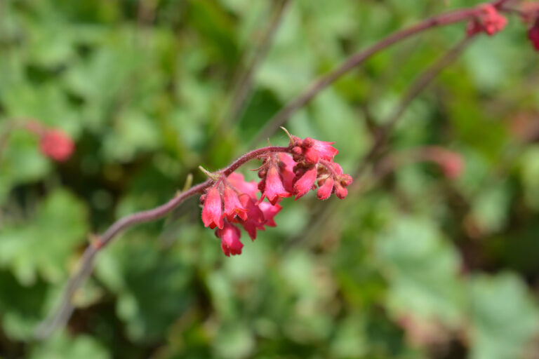 How to Grow Coral Bells — Heuchera