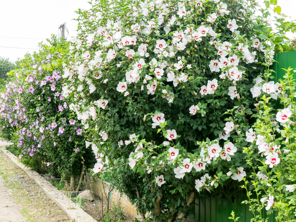 Rose of Sharon hedge--a member of the hibiscus family