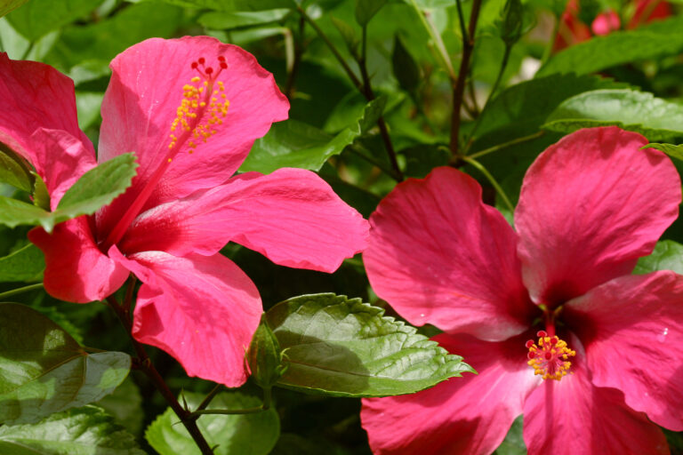 Florida and Gulf Coast Gardening