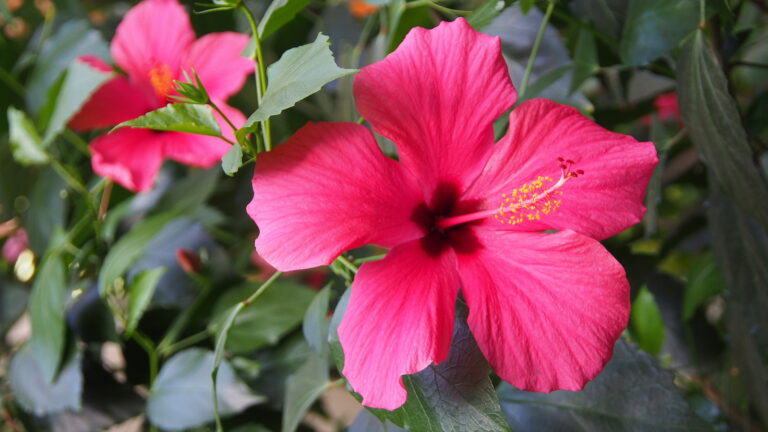 Grow Chinese Hibiscus as a Houseplant