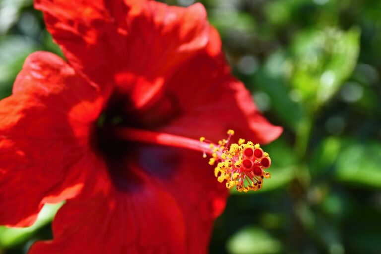 How to Grow Rose Mallow — Hardy Hibiscus