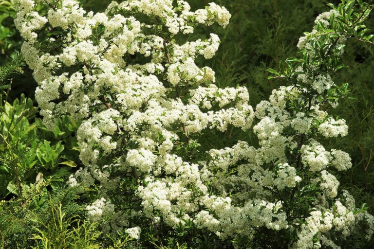 How to Grow Sea Buckthorn — Hippophae