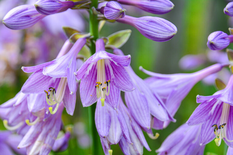 How to Grow and Care for Hosta