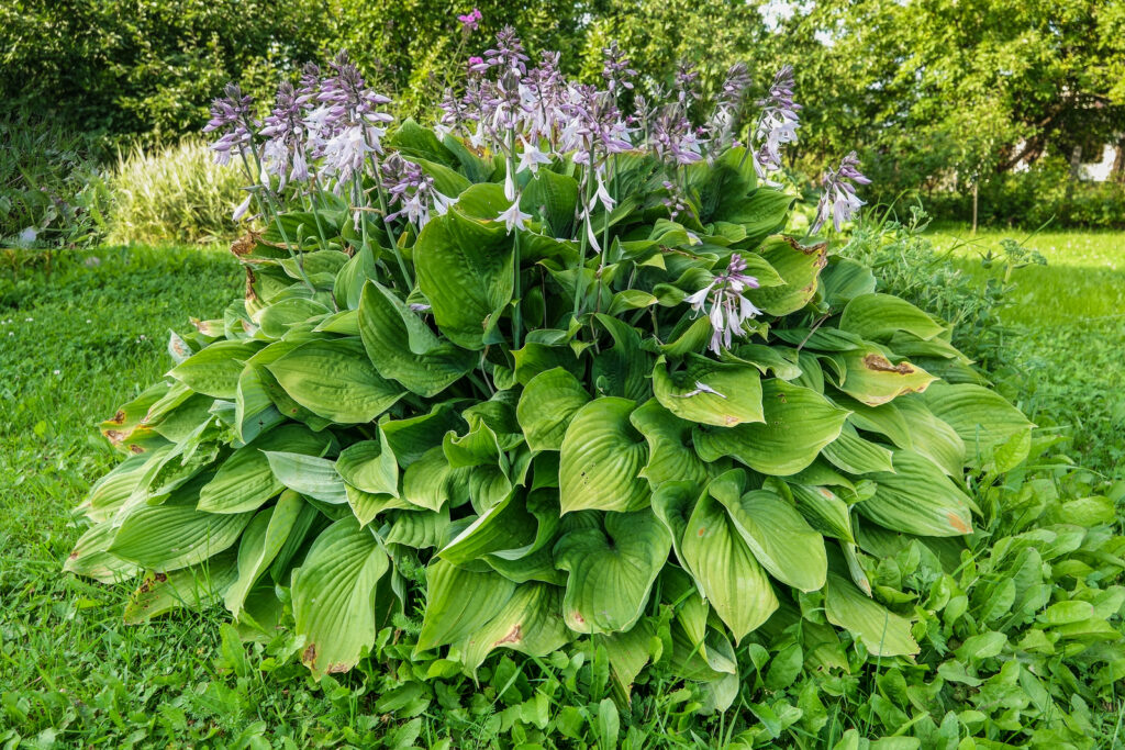 Hosta in garden