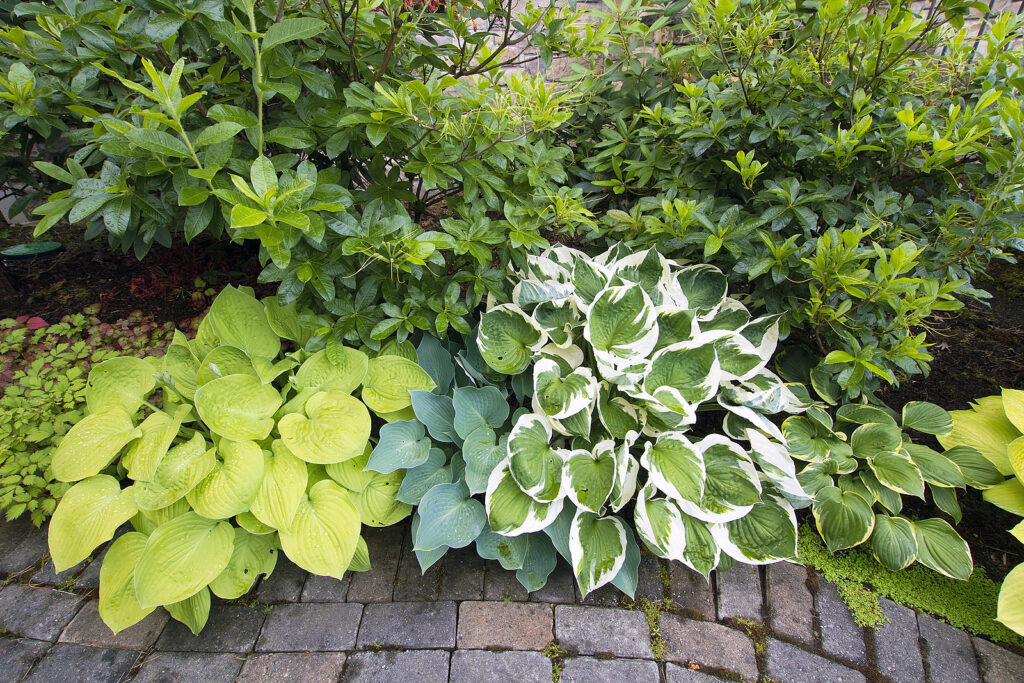 Variety of Hostas and leaf colors