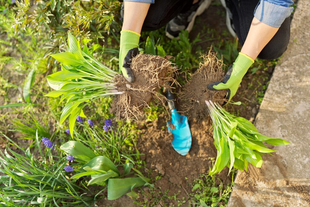 Hosta propagation by division of a large clump