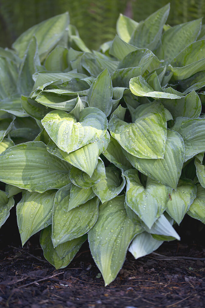  Hosta fortunei 