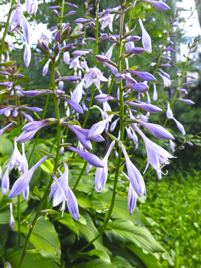 Hosta lanceolata blooms in summer