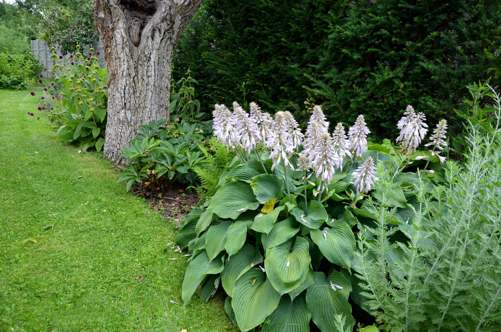 Hosta tardiana planted in the shadows of a tall hedge and tree.