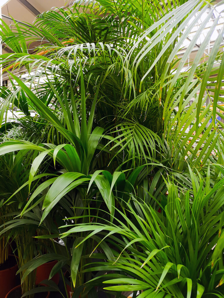 How to Grow Kentia Palm — Howea