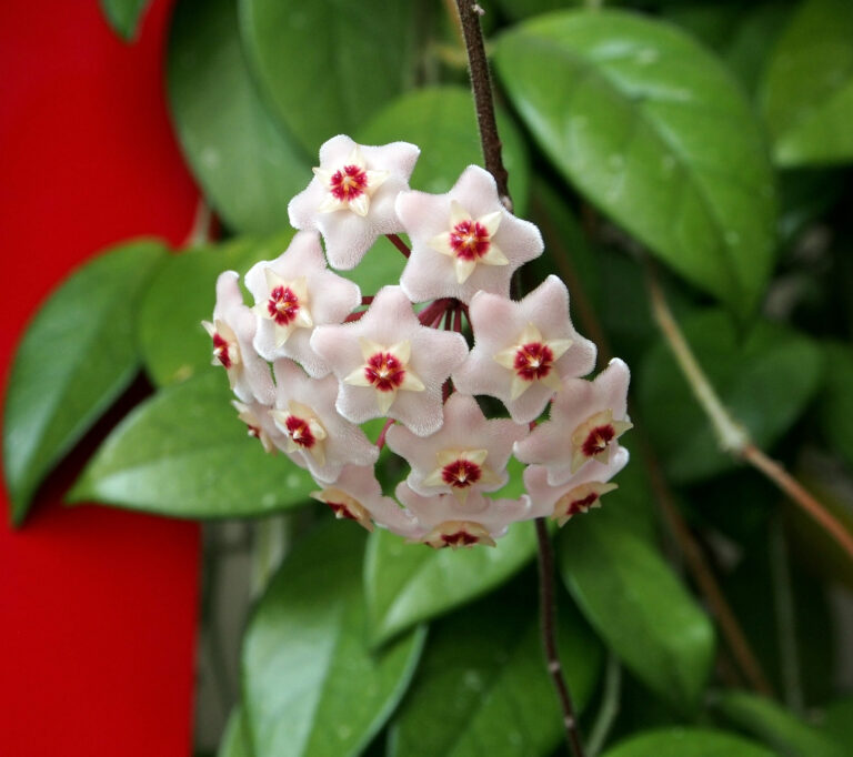 How to Grow Wax Plant — Hoya