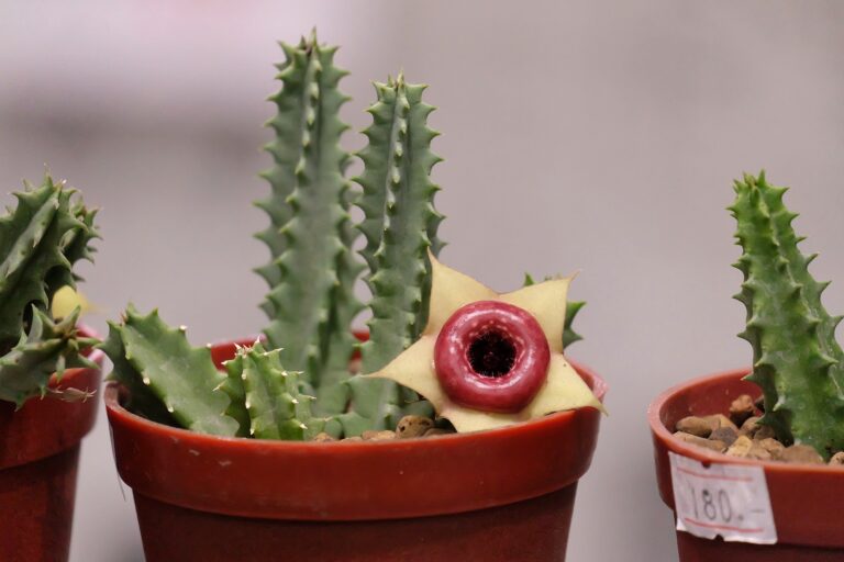 How to Grow Huernia