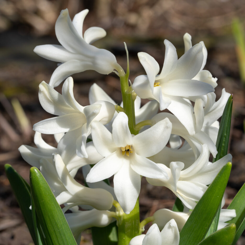 How to Grow Hyacinth - Hyacinthus