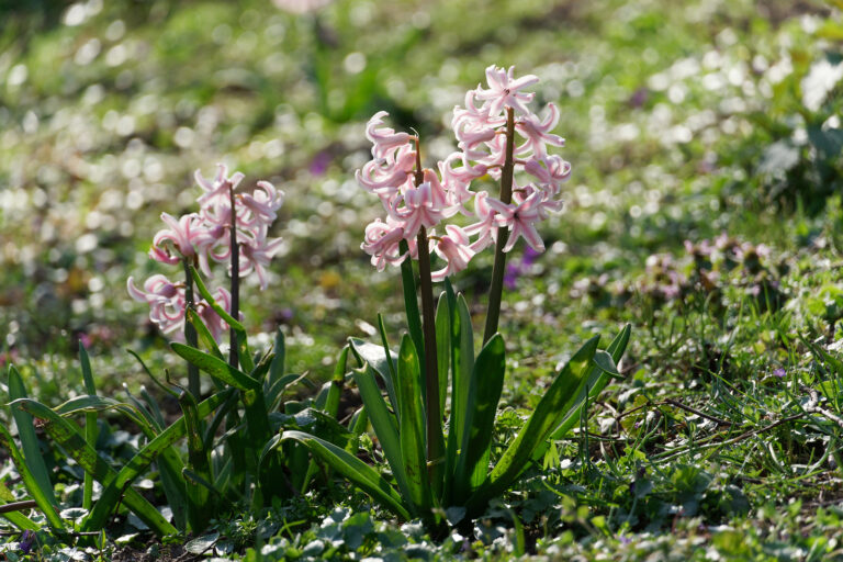 How to Grow Hyacinth — Hyacinthus