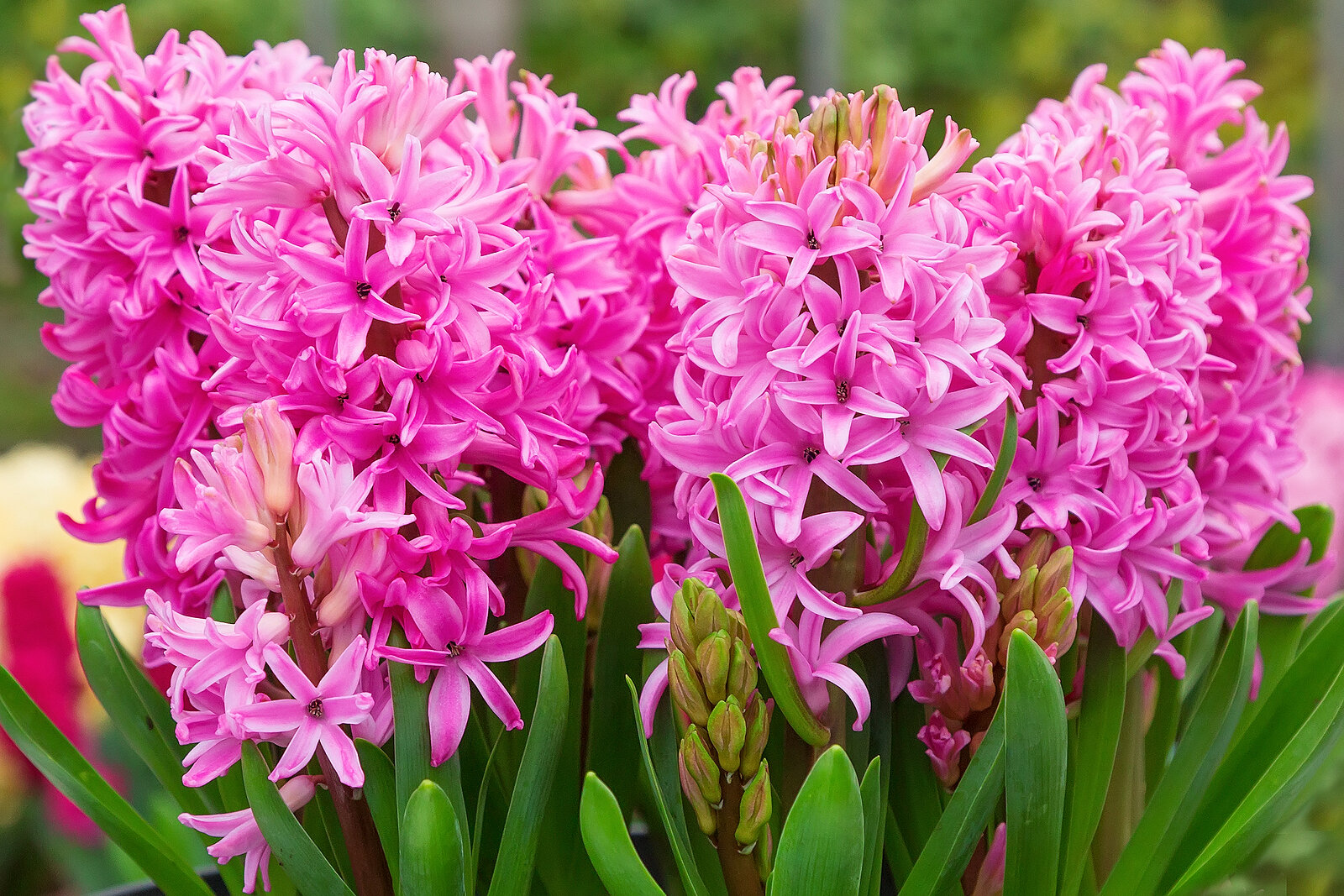 Hyacinth flowers