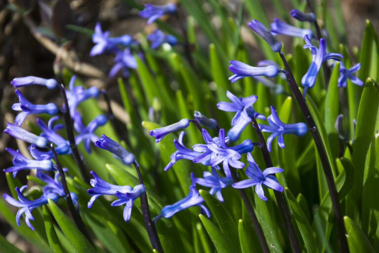 How to Grow Bluebells — Hyancinthoides