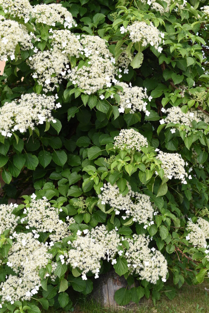 Climbing hydrangea