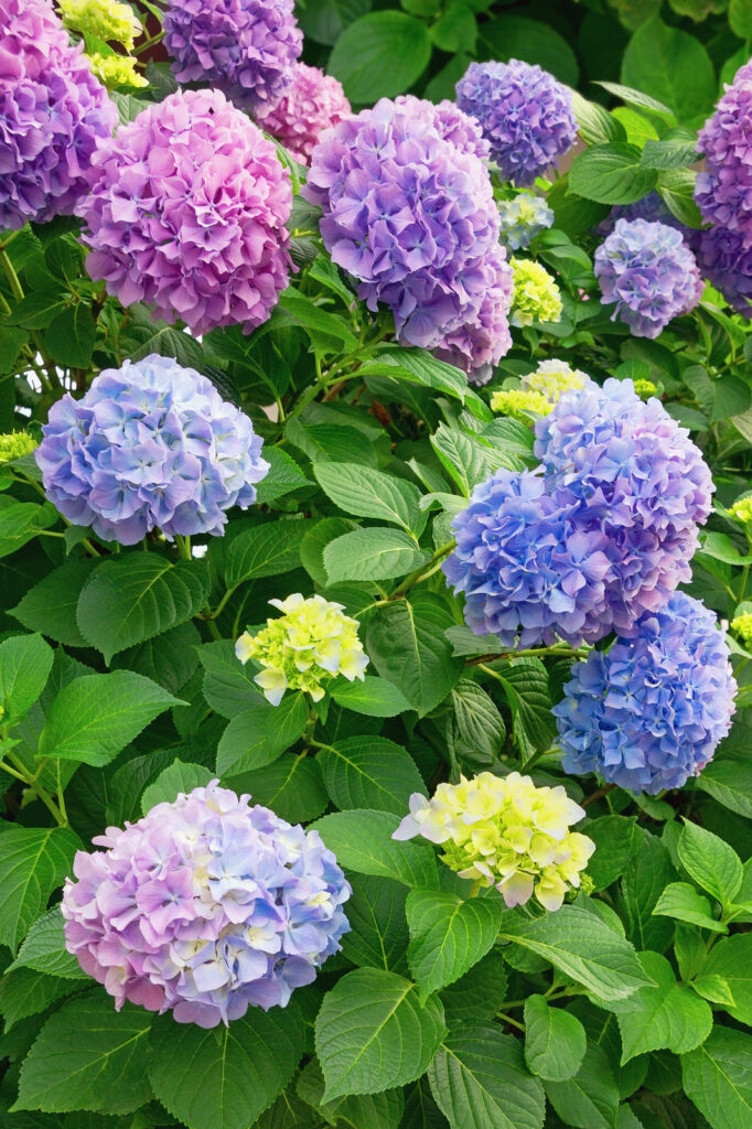 Hydrangea macrophylla