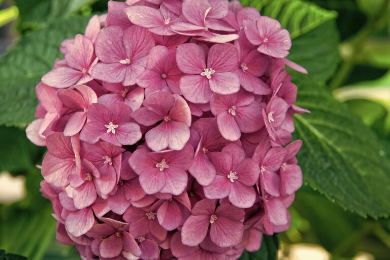 How to Grow Hydrangeas