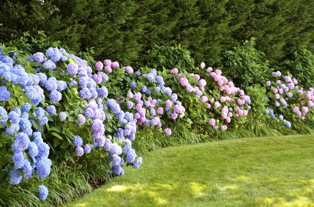 Blooming hydrangea border