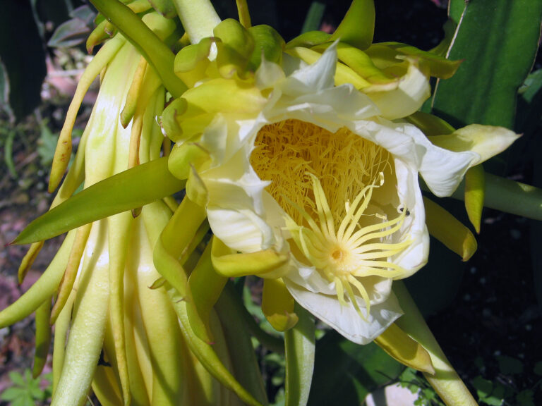 How to Grow Hylocereus – Climbing Cactus