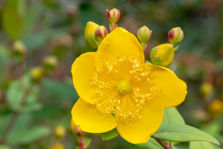 How to Grow Hypericum — St. Johnswort