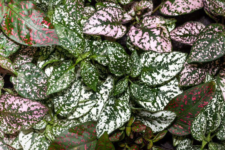 How to Grow Polka Dot Plant — Hypoestes