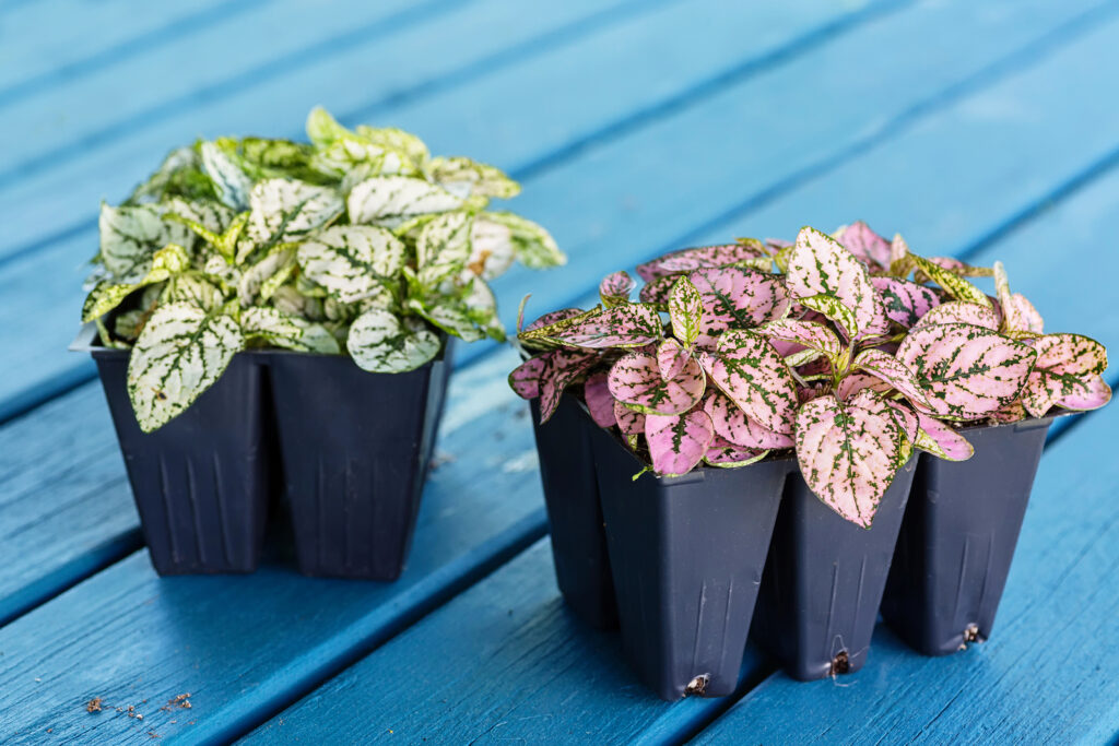 Polka Dot Plant Care: How to Grow Hypoestes phyllostachya Indoors