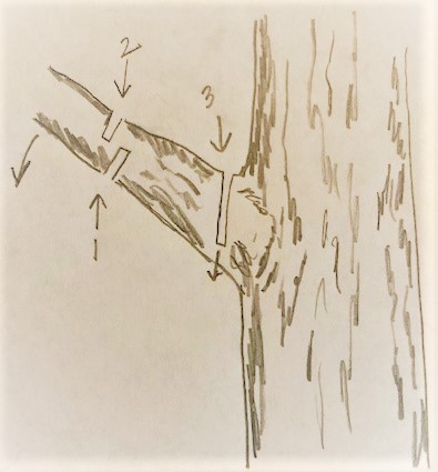 Tree parts illustrated