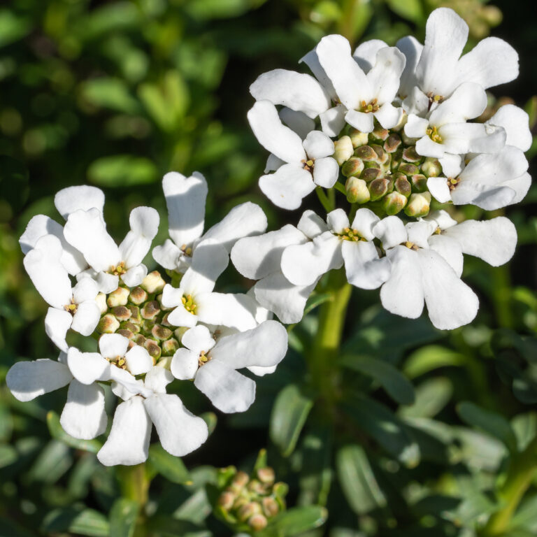 How to Grow Candytuft — Iberis