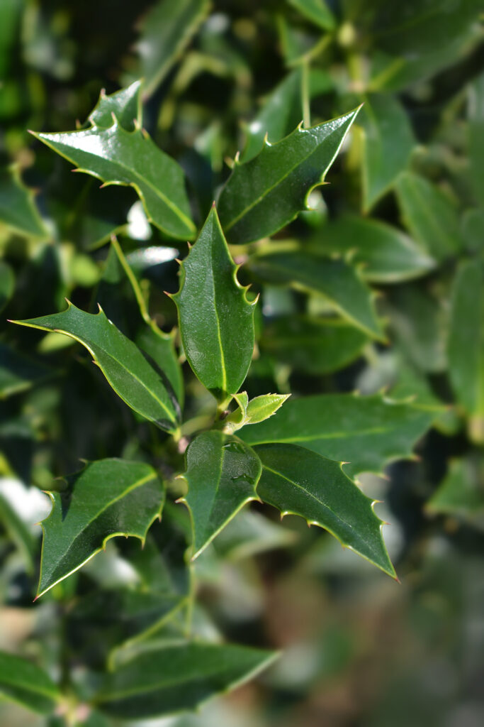 Ilex cornuta 