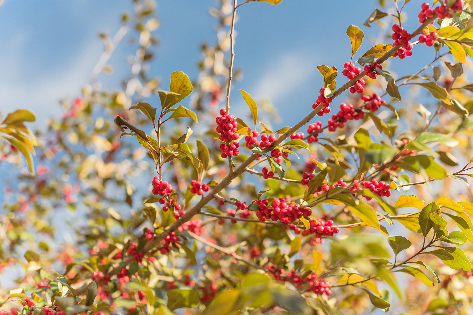 Ilex decidua
