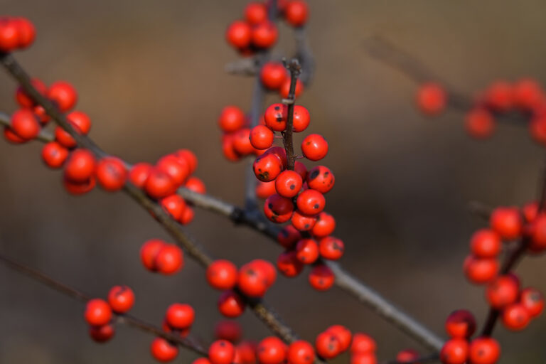 Shrubs with Showy Berries 