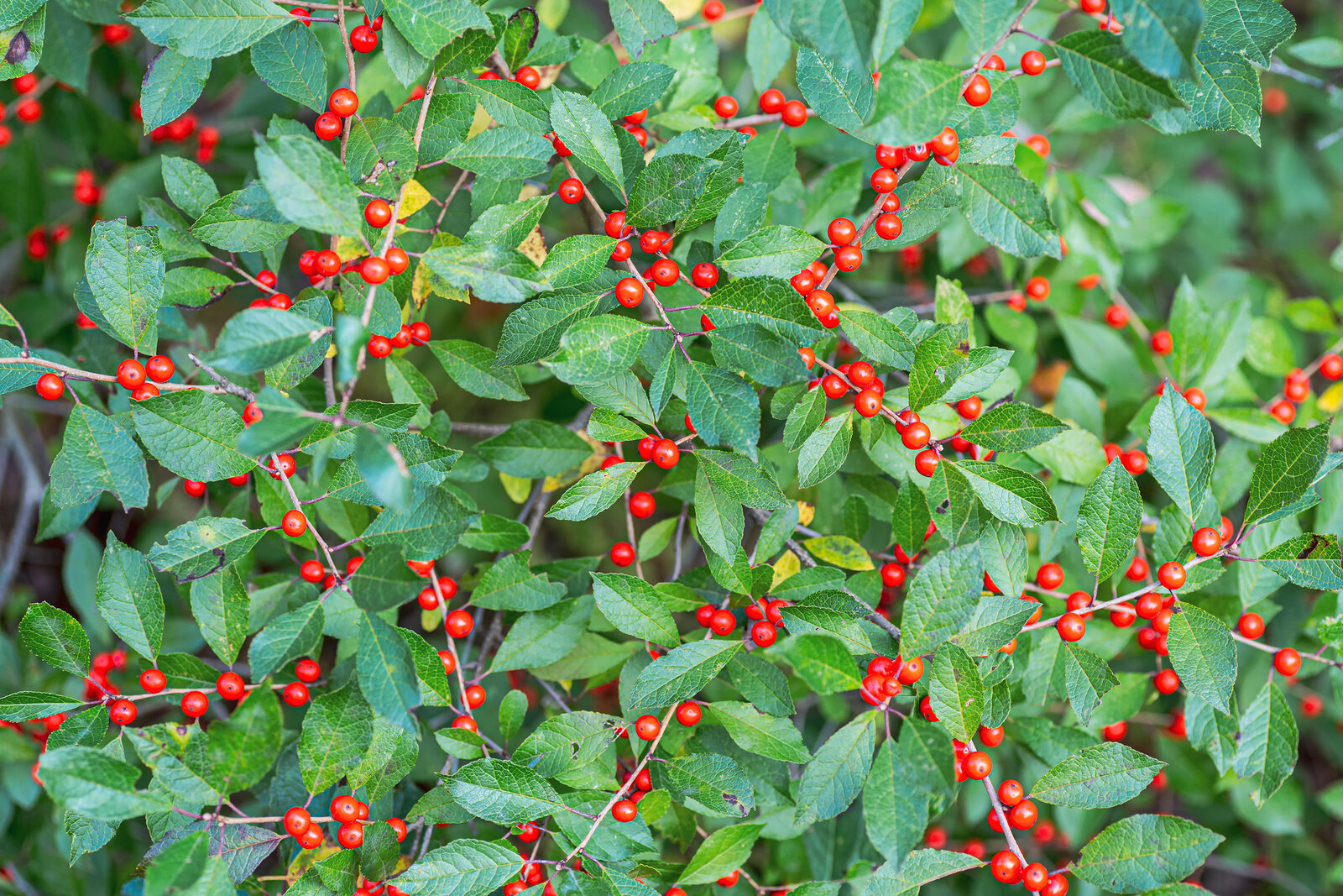 ilex verticillata.