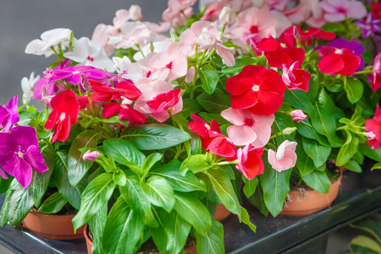 How to Grow and Care for Impatiens