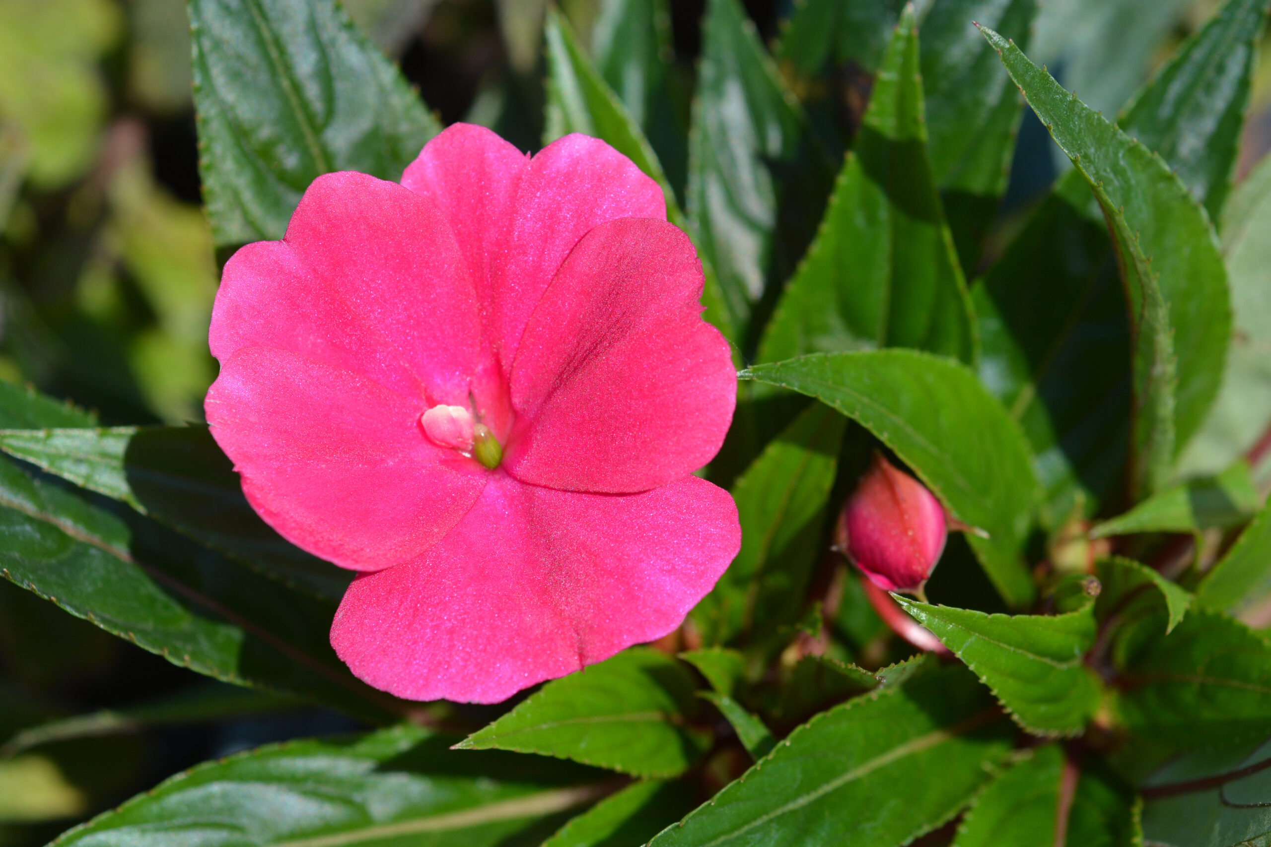 Busy Lizzie pink flower, Impatiens walleriana 