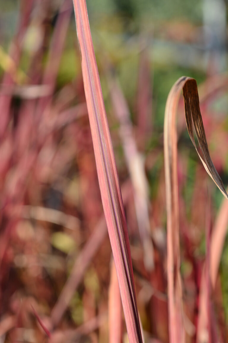 How to Grow Japanese Blood Grass – Imperata
