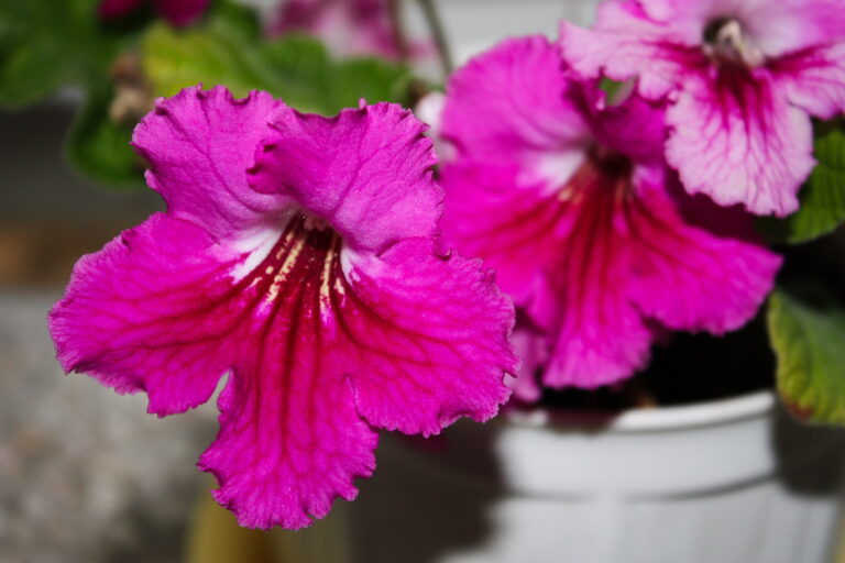 How to Grow Hardy Gloxinia — Incarvillea