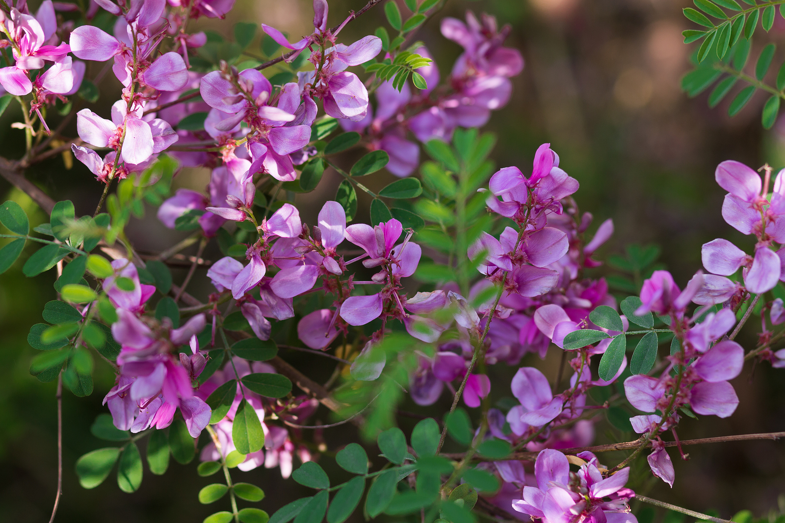 How to Grow Indigofera - Indigo Bush