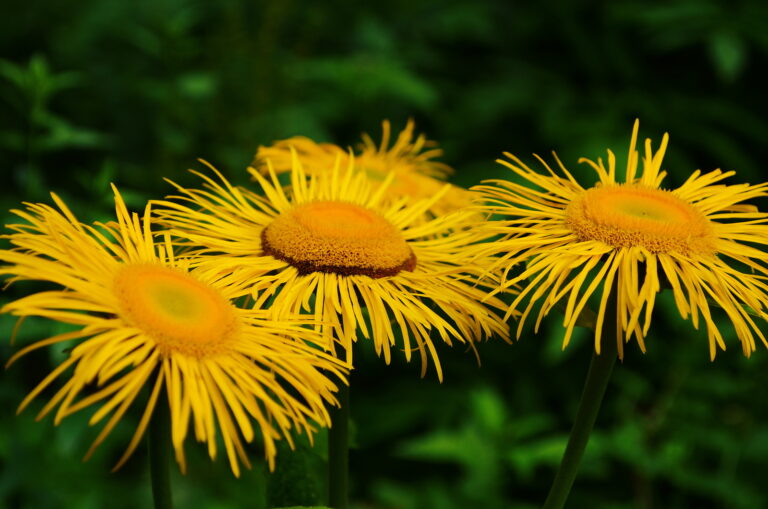 How to Grow Elecampane — Inula