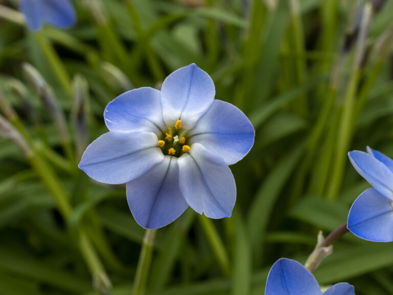 How to Grow Spring Starflower — Ipheion