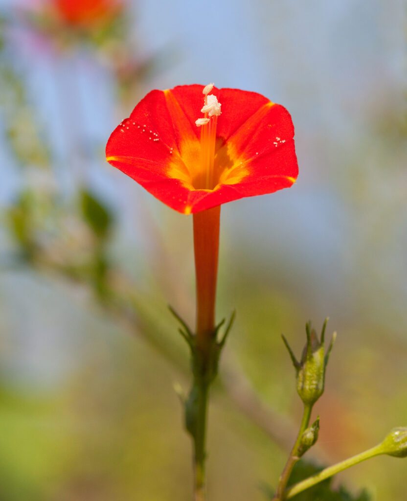 Red Morning Glory, Ipomoea coccinea