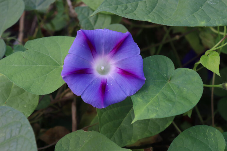 How to Grow and Care for Ipomoea — Morning Glory