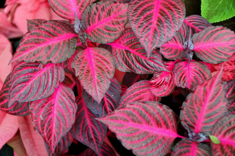 How to Grow and Care for Iresine
