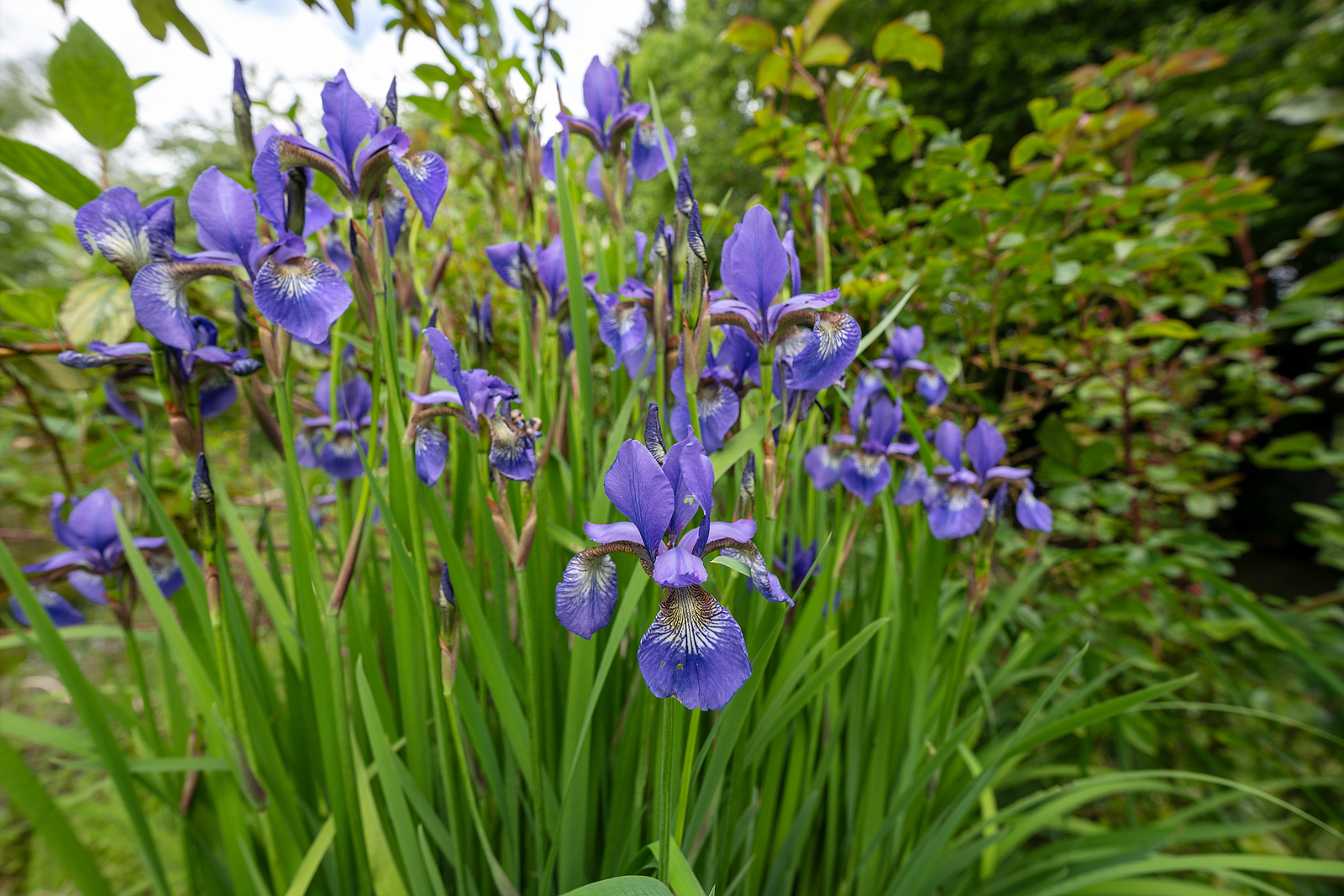 Iris siberica