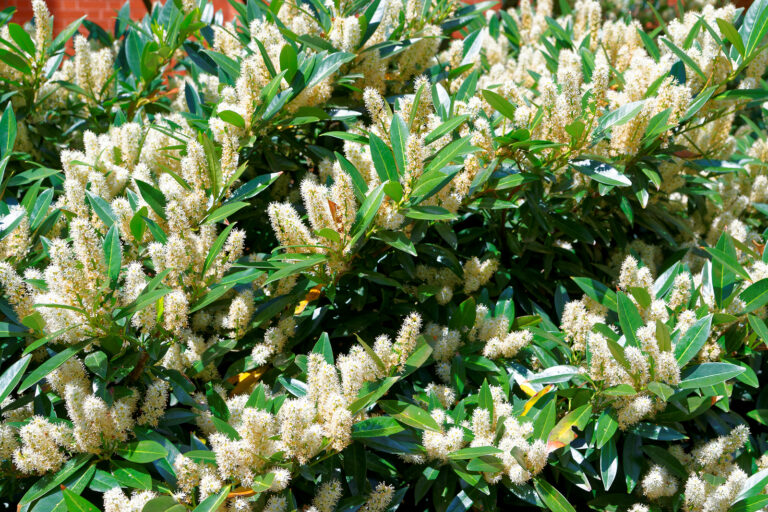 How to Grow Itea – Virginia Sweetspire